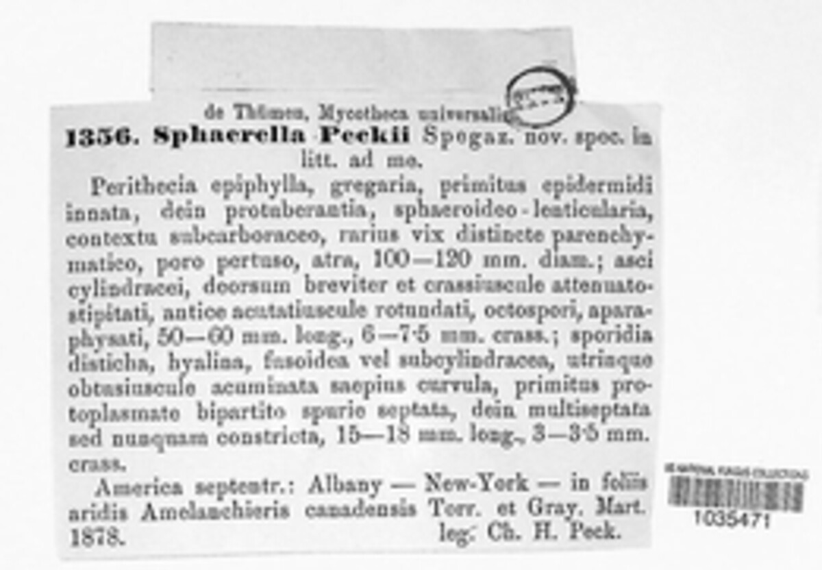 Mycosphaerella spegazzinii image